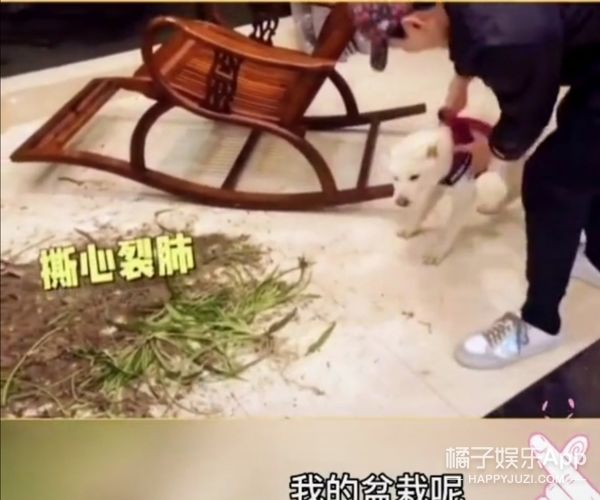 它逃，他追，它…跑的更飛？