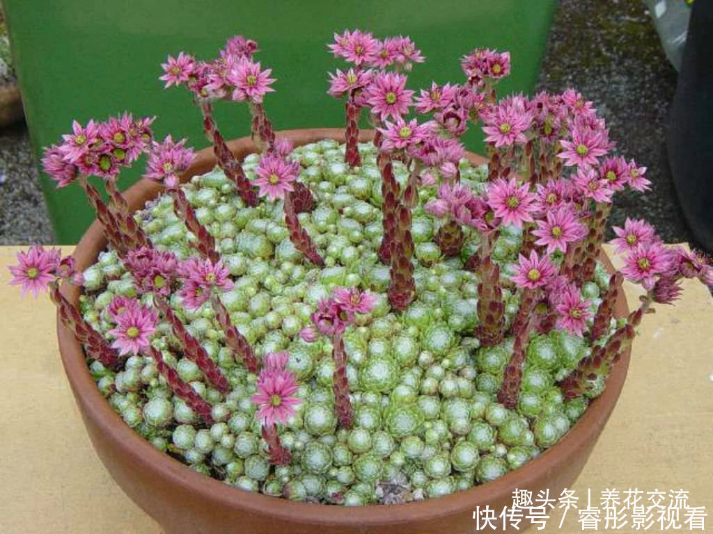 常年“爆崽”的长生草多肉,原来是开完花就挂,你能将它养好么?