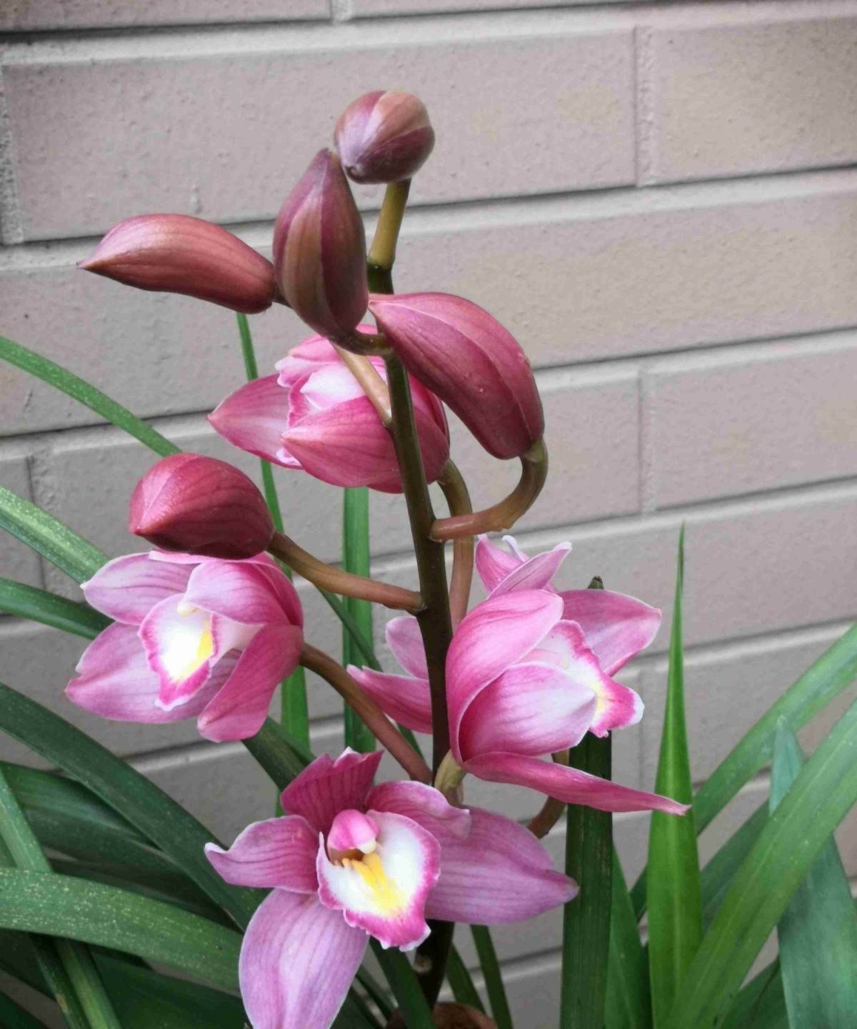 几种富贵花,颜值超高的,小盆养不下,大盆养长势特旺盛