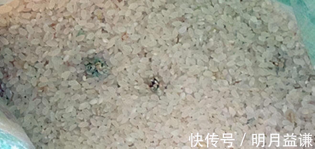 发霉|3种“最伤身”的大米，白给都不能吃，有人就是不听，整袋往家扛