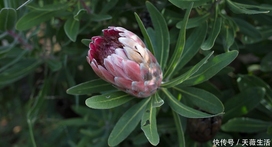 花期|等我有钱了,就养这些花,高端大气,花期长