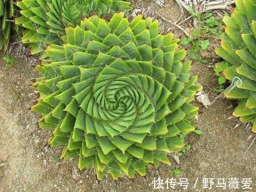 这4类多肉植物，终将被淘汰，因为价格实在太贵！