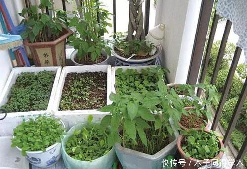 泡沫板|家里的泡沫盒别乱扔,拿来养花用处多,后悔以前全扔了