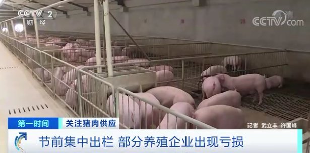 安徽养猪合作社：产业振兴的新引擎