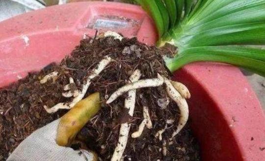 天热养花换土满足2条件，注重3细节，植株方可服盆快、不僵苗