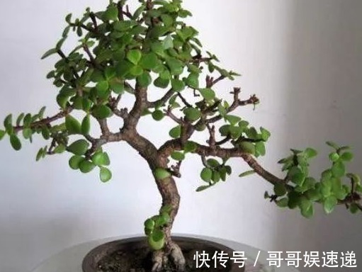 三种一个月不用浇水的耐旱花，轻松活几十年，越老越值钱！