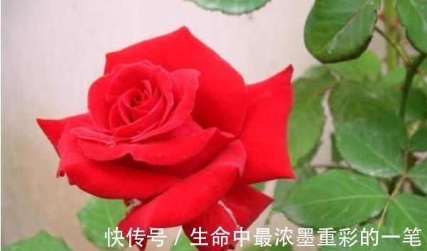 聪明的人|俗话说:病从口入祸从口出,尤其是这4句话,说了祸事不断!