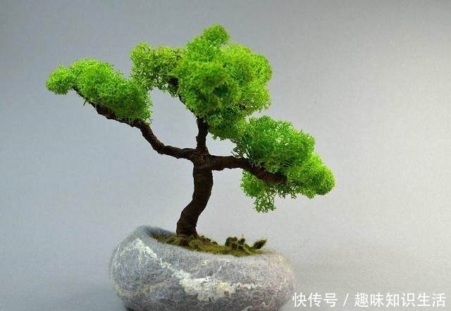 论水的重要性！盆景放苔藓该怎么浇水！