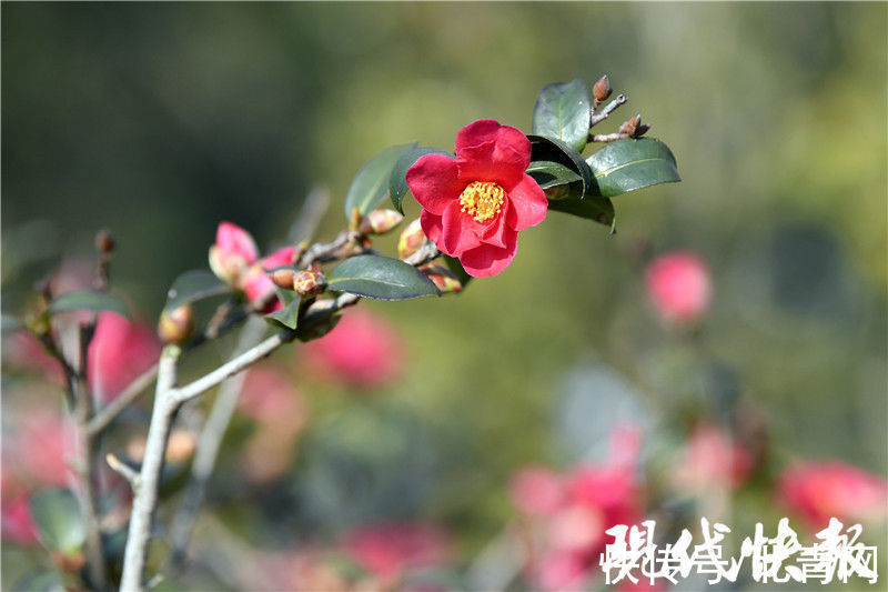 春意|春意渐浓！南京玄武湖茶花盛开