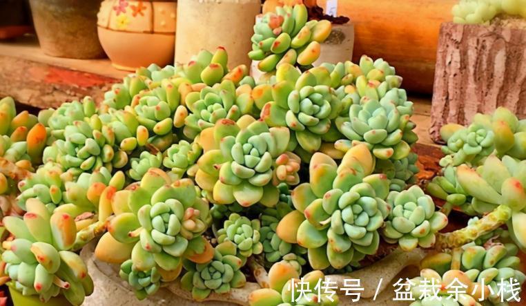 浇水|秋季给多肉浇水,掌握住这4个小技巧,爆盆肥叶很简单