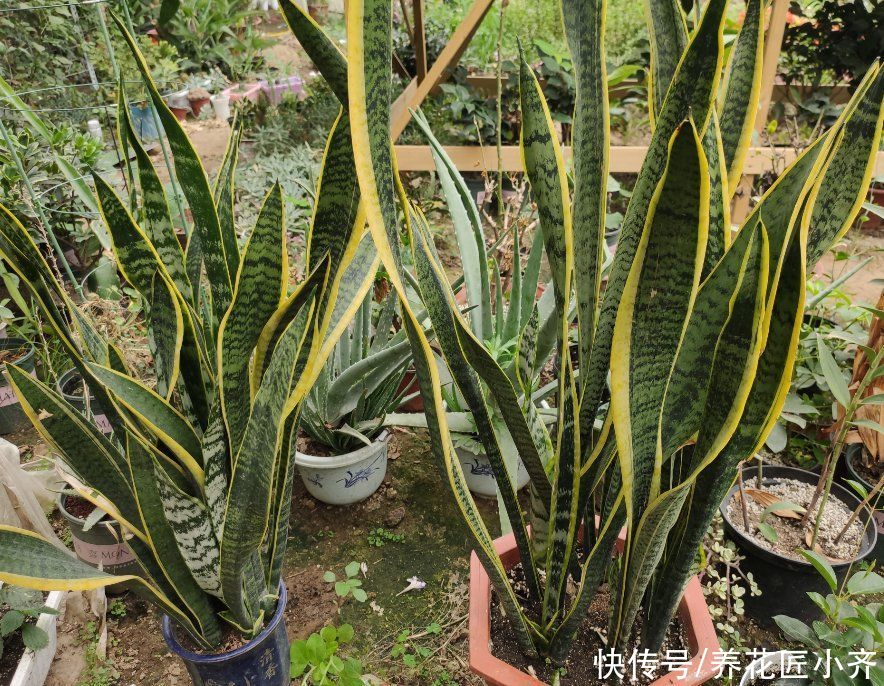 烂根|养花高手都嫌虎皮兰好养费盆,新手却养不好,因为2点操作不一样