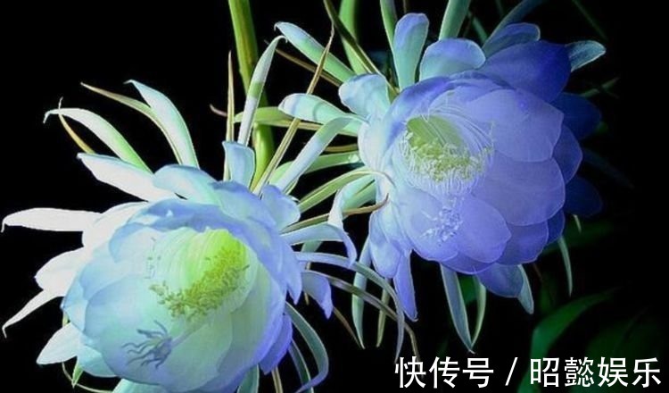 浇水|旺财又招运的4种花，一个月不浇水也能长爆盆，还能开出漂亮花