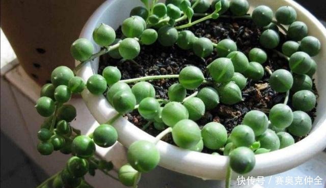 这“三多肉”是喜水大户,“泡水养”不软化,叶子长得肥嘟嘟