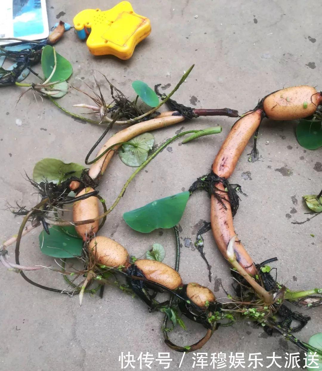 移栽|她在水缸里种荷花,开花比脸还大,满缸都是藕!