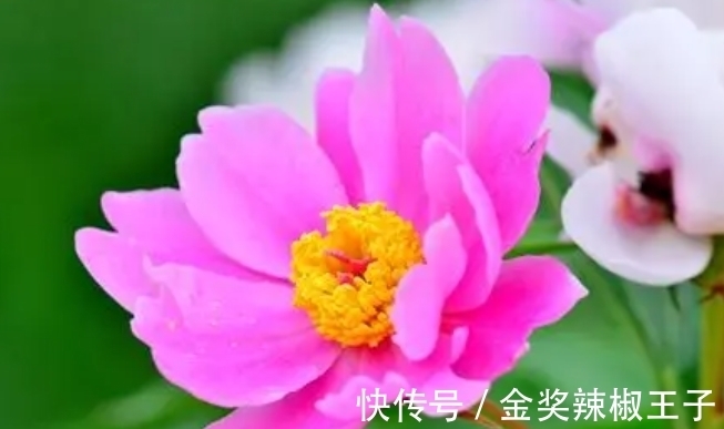 懦弱|近期,4个星座,柔软却不卑微,善良却不懦弱,活得开心舒心顺心