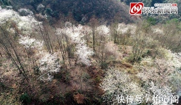 万树樱花白雪飘|麻阳：连绵青山上 野樱花如雪绽放