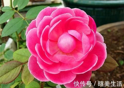 几个萌萌哒月季品种,看一眼就心情大好,简直可爱到爆!