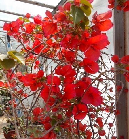 养三角梅就用“它”,砸一砸,盆里扔“2块”,枝繁叶茂,花爆盆