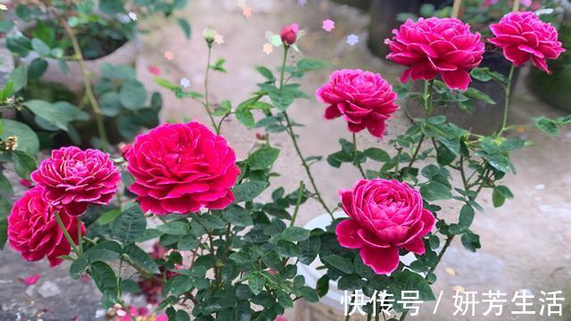 此款盆栽植物,花朵像牡丹,又美又香,四季都开花,很值得栽种