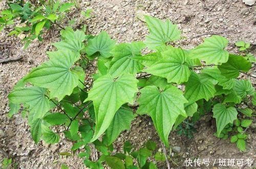 过山龙|农村一种平凡的野草，地下藏着“金不换”，泡酒是养生神器