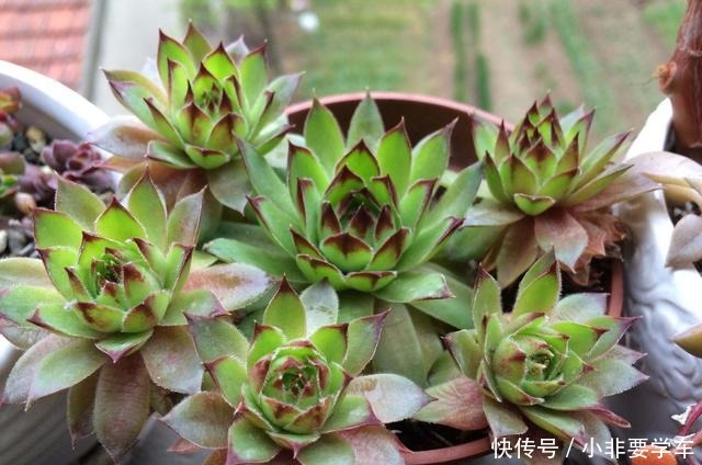 观音莲这样养，轻轻松松养爆盆，一不小心变成一整片！