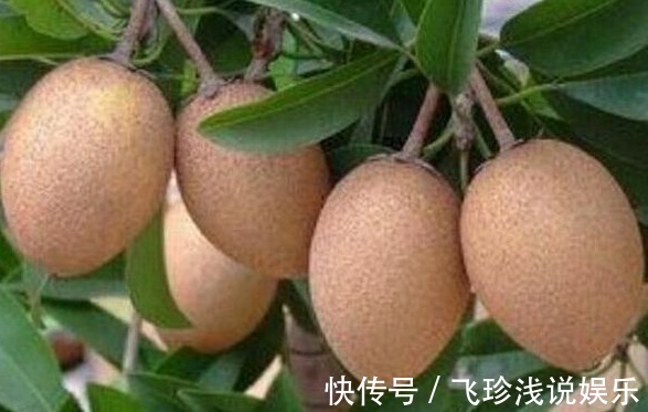 追肥|人心果延长寿命、美容养颜、果农掌握种植要点,收获高产的人心果