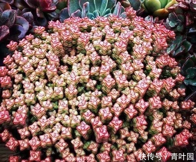 养花不要太勤快,这些花越懒的人养越爆盆!