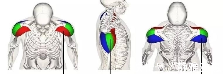 训练|想要拥有南瓜肩,就不能忽略了三角肌后束的训练,你应该这样练