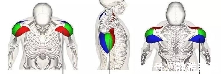 训练|想要拥有南瓜肩，就不能忽略了三角肌后束的训练，你应该这样练