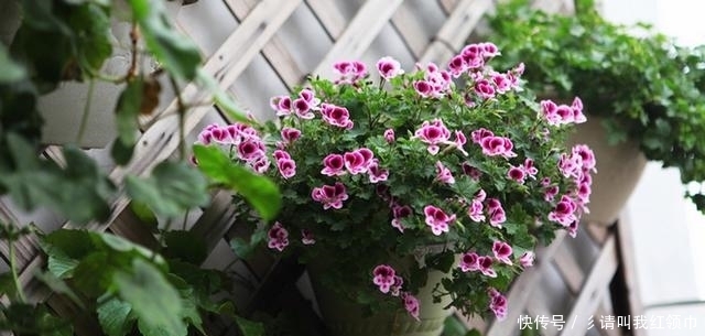 花量大,花期长,易养活,爱爆盆,阳台养花的首选