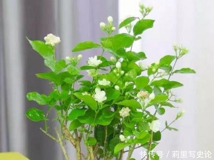 最适合新手养的4种花，沾土就能活，谁养谁喜欢