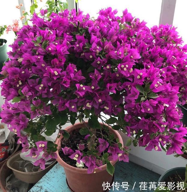 秋季盆栽三角梅，该如何保证枝干顺利开花？做到此4点就够了