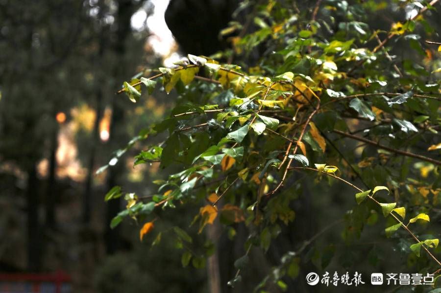 齐鲁壹点|壹图集丨立冬初雪飘，泰山红门别样美