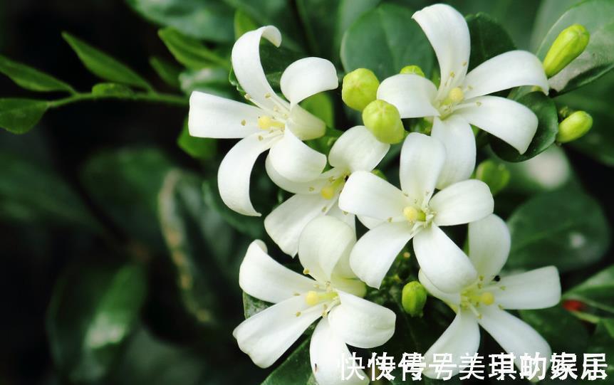 家里种上1种“香水花”,清香四溢空气更清新,一开就是小半年