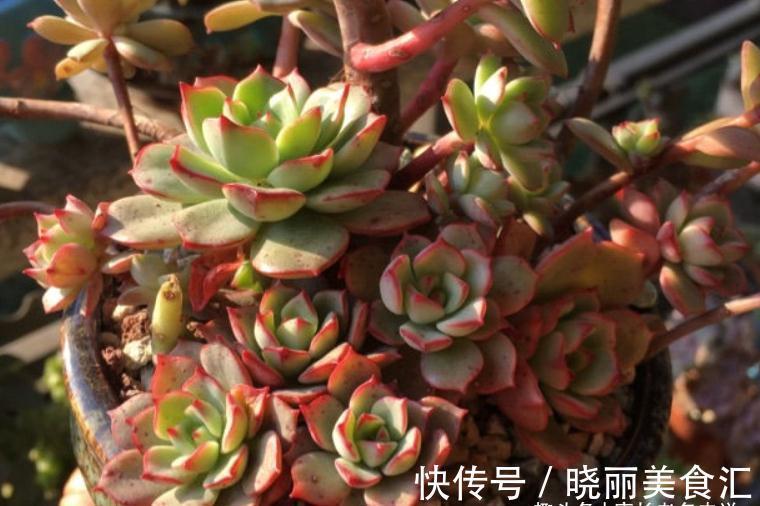 叶有红边且状若玫瑰,它就是多肉艾格尼斯玫瑰,爱它现在就买它!