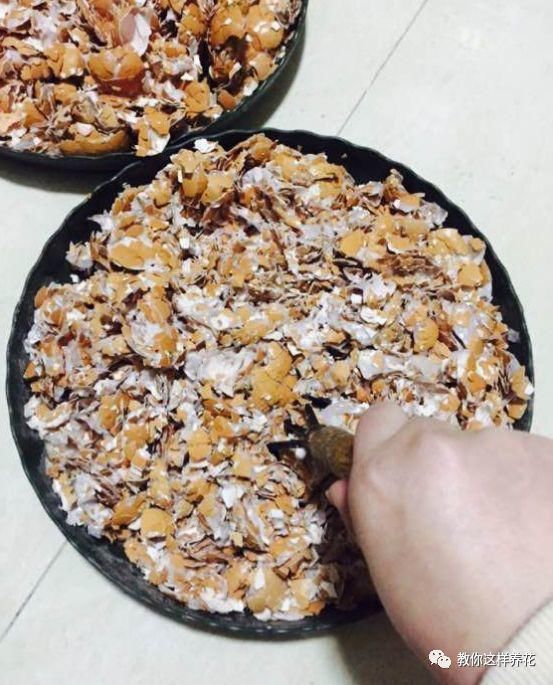 4种“壳”每家都有,丢盆里疏松透气,2年不用换盆,长得旺!