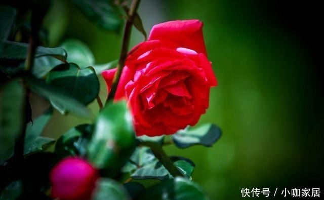 浓郁|几款又香又美的月季花,不仅好看,还好吃