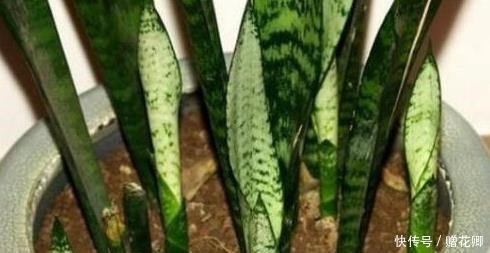 厨房这些东西用来养虎皮兰,很快长出侧芽一盆变几盆,省钱又方便!