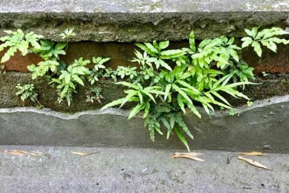 井边草|老一辈常吃,现在基本看不到的“野草”,小孩吃了智商高