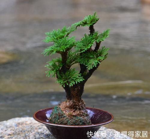 山上常见的2种野草,带回家种在花盆里,秒变高档盆景