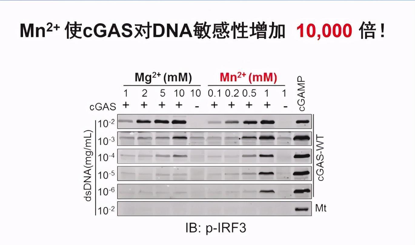免疫治疗|“锰”吃点，或降低癌症发病率