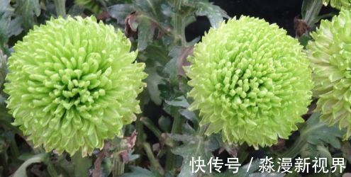 夏秋季|”珍稀名菊“绿乒乓菊，似绿如新翠，清新脱俗，堪称养花必备