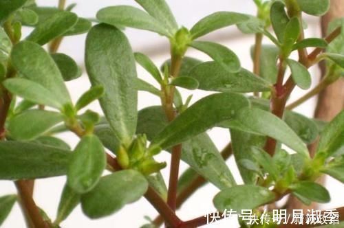 柿子|它是痔疮的“特效药”，每天吃一点，清热解毒，消除痔疮难复发