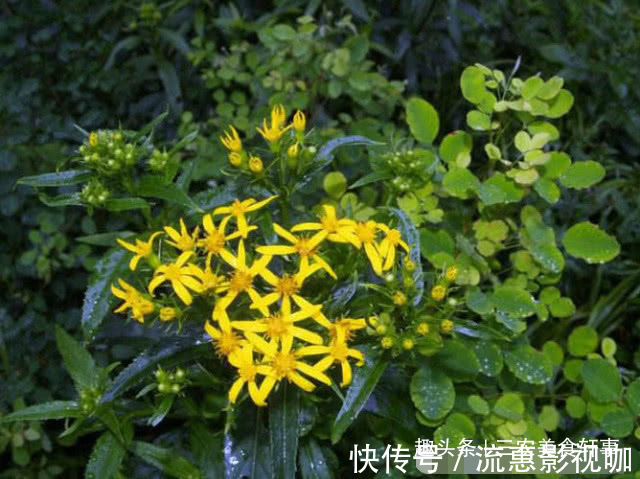 中草药|此种植物是珍贵的中草药,可治湿疹,如今农村集市上20元一斤