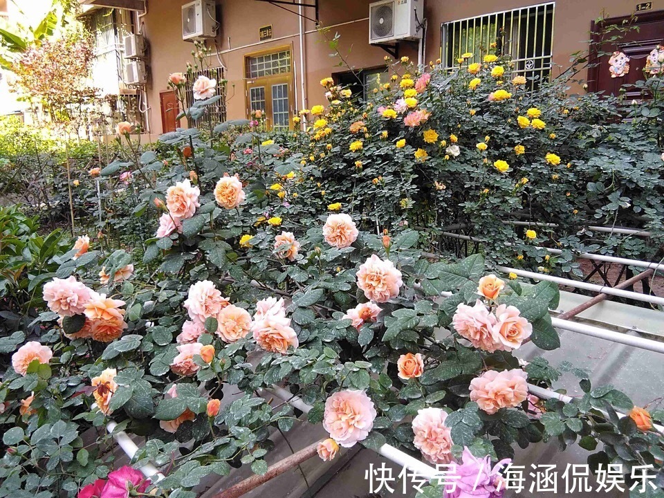 植株|养好月季2个条件必须具备,要不黄叶、病虫害,迟迟不开花