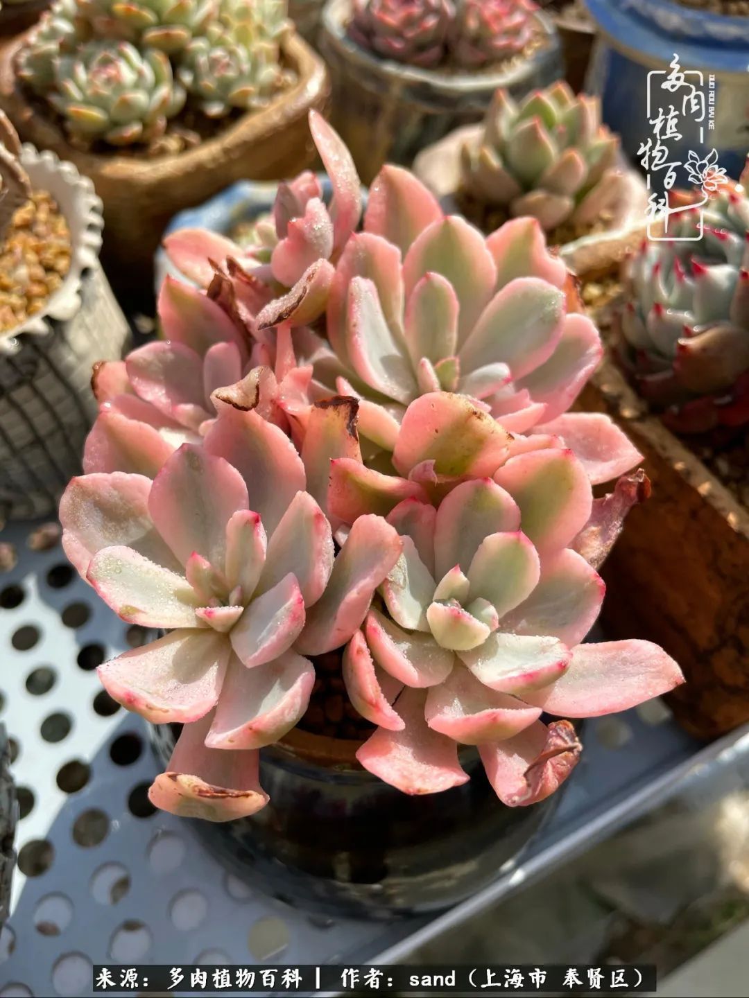 带着200多盆多肉，三个月搬两次家，是一种怎样的体验