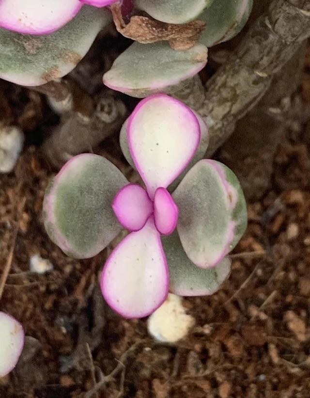 变异的雅乐|金枝玉叶药锦,变成“雅乐之舞”,学会分辨真假,以防吃亏