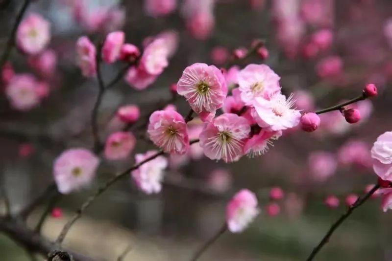 低薪|来这里，一起查收这份春日小“梅”好！