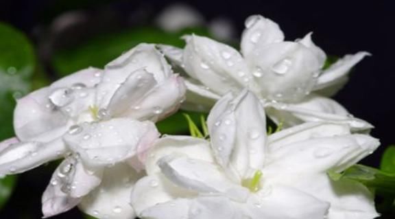 女性想要“小蠻腰”，就要常吃4種食物，排出毒素，滋陰降火！