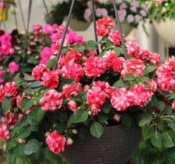 一种自带仙气的花，能扦插很好养，几点技巧让它长势好更多花